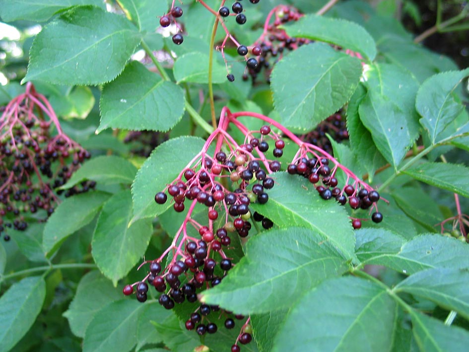 identification Is this an elder or what is the shrub