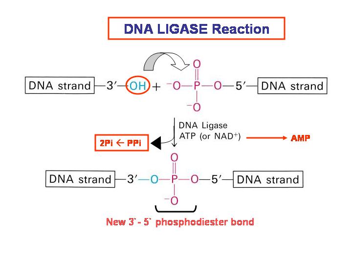 biochemistry DNA ligase mechanism Biology Stack Exchange