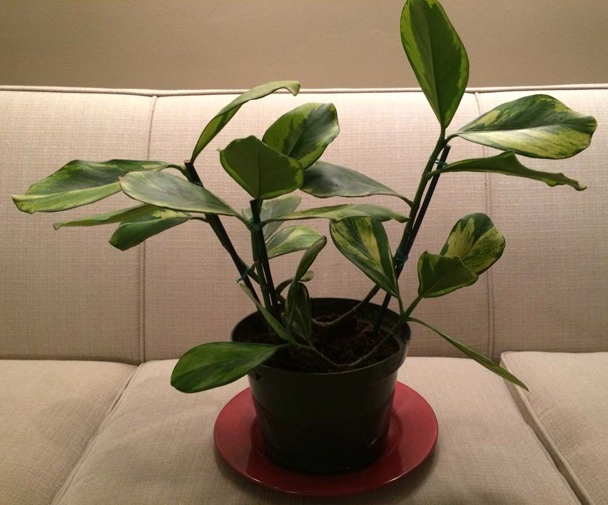 identification What is this plant with waxy, variegated