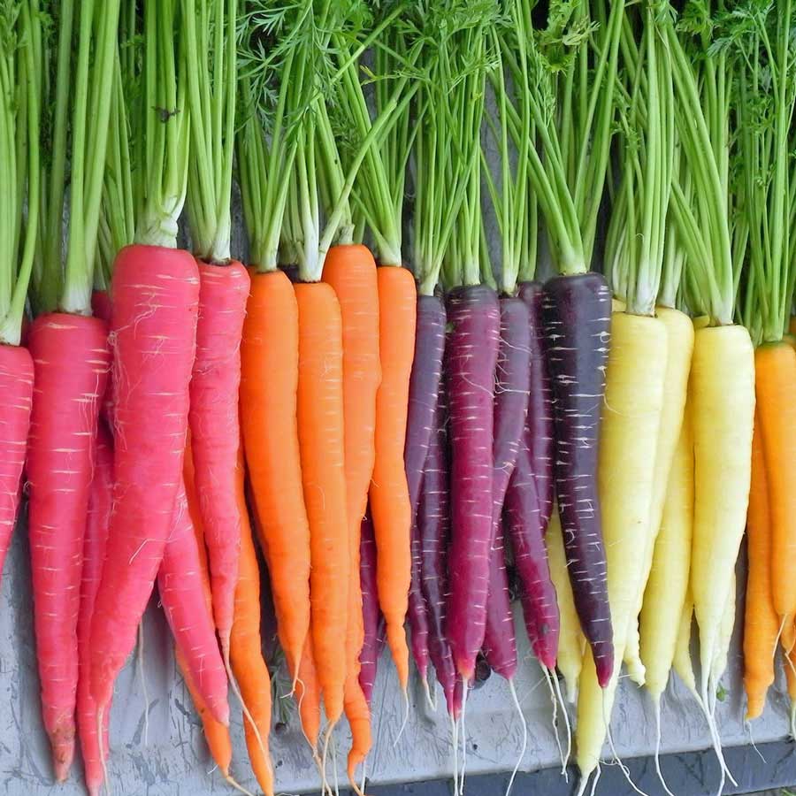 vegetables Are carrots dyed orange? Seasoned Advice