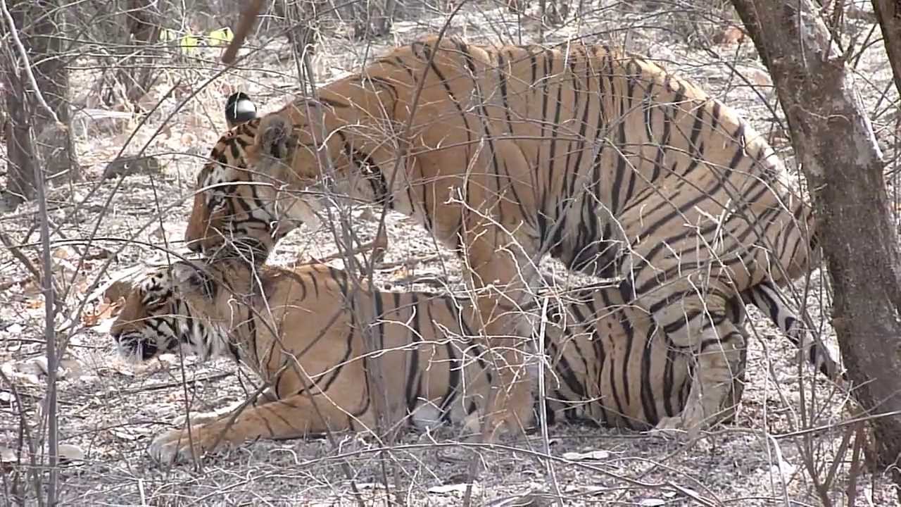 Tiger Mating YouTube