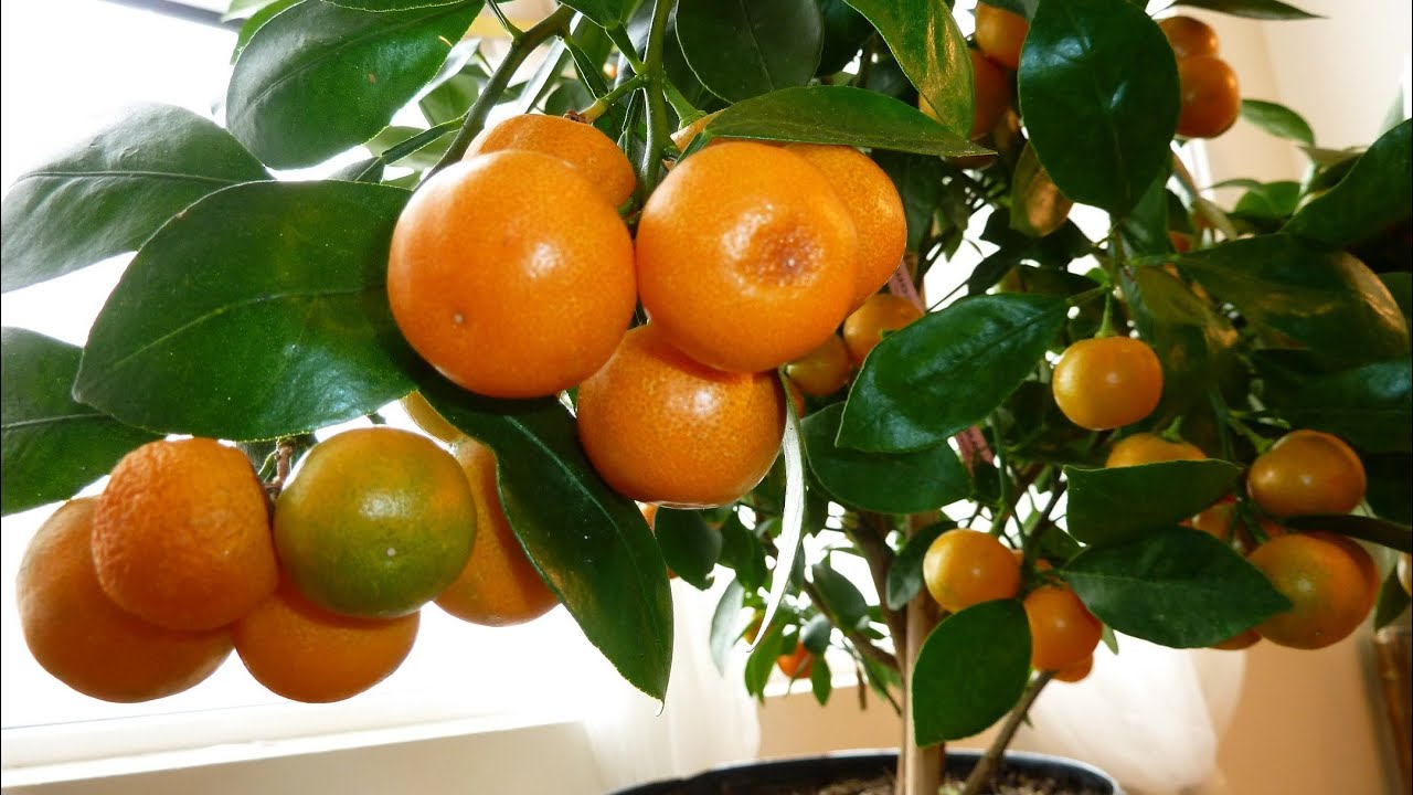 CALAMONDIN ORANGE Update Best Indoor Citrus Plant