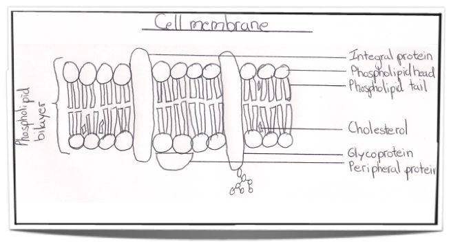 IB Biology Notes 2.4 Membranes