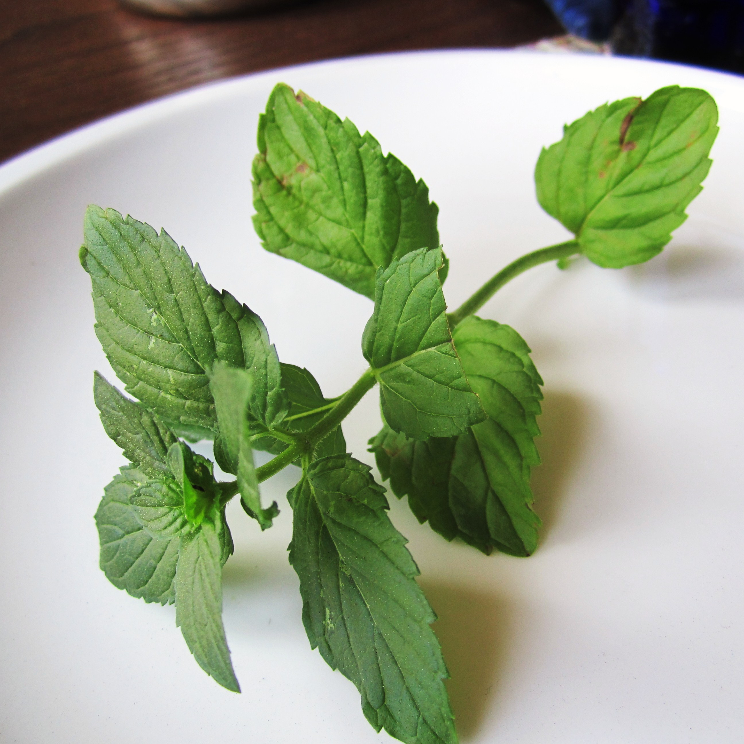 Got Too Much Mint? « I'd rather be in France.