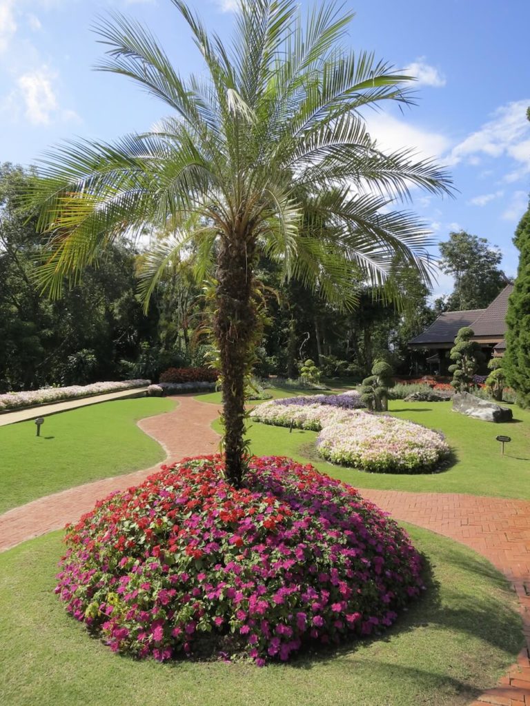 25+ Cozy Palm Tree Landscaping Ideas Photos Landscape Ideas