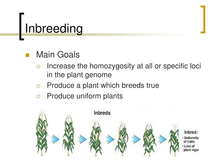 PPT Introduction to Maize Breeding PowerPoint Presentation ID1283029