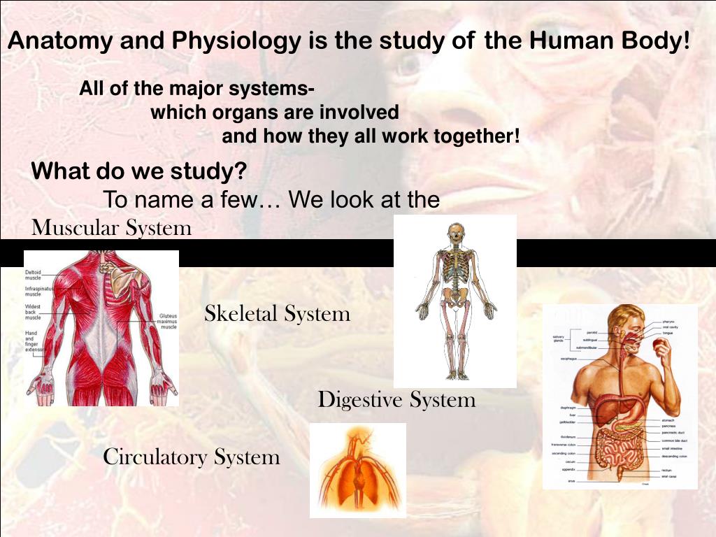 PPT Anatomy & Physiology PowerPoint Presentation ID159349