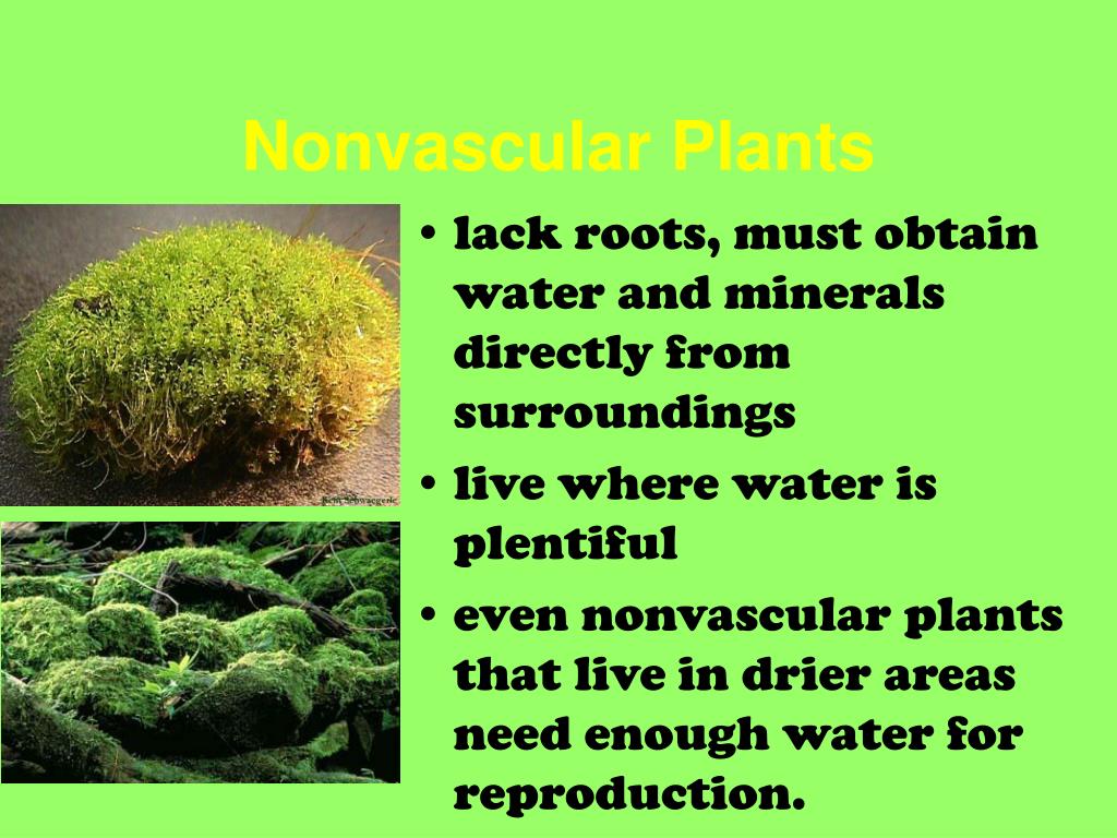 PPT 8.2 Mosses, Hornworts, and Liverworts 8.3 Ferns and