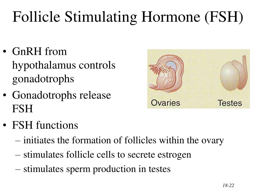PPT The Endocrine System General Functions of Hormones