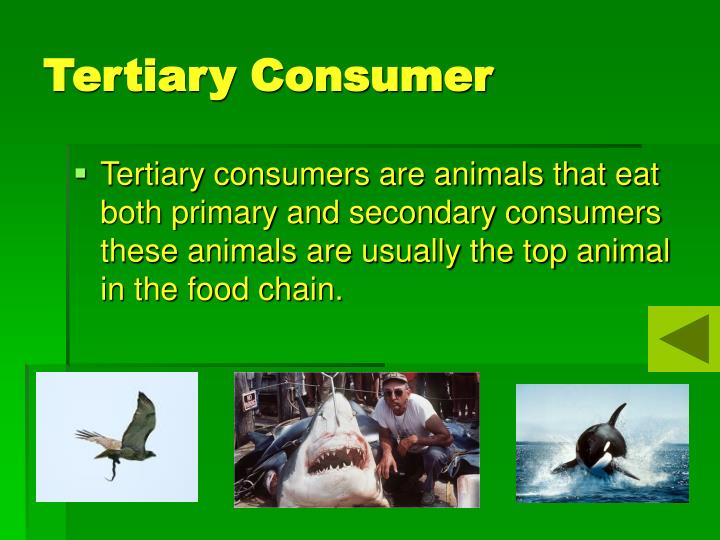 PPT The Food Chain PowerPoint Presentation ID706666