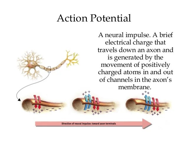 Chapter 2, Myers Psychology 9e