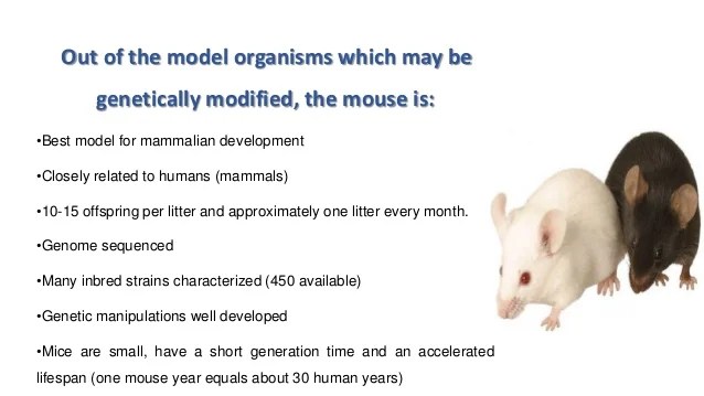 Mouse model Pros & Cons