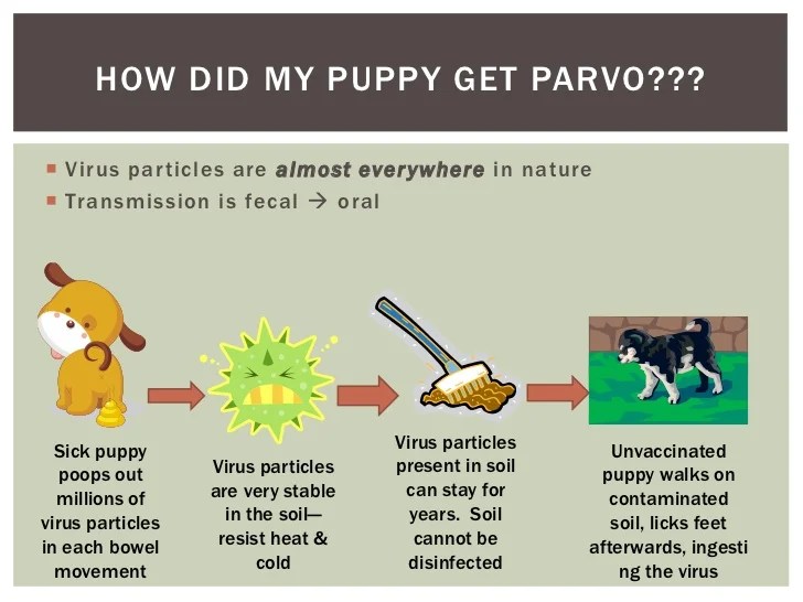 The.Bouncy.Mutt Common Puppy Illness/Pest Treatment and