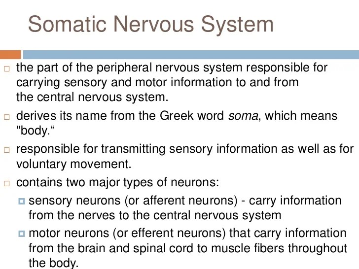 Peripheral Nervous System (PNS)