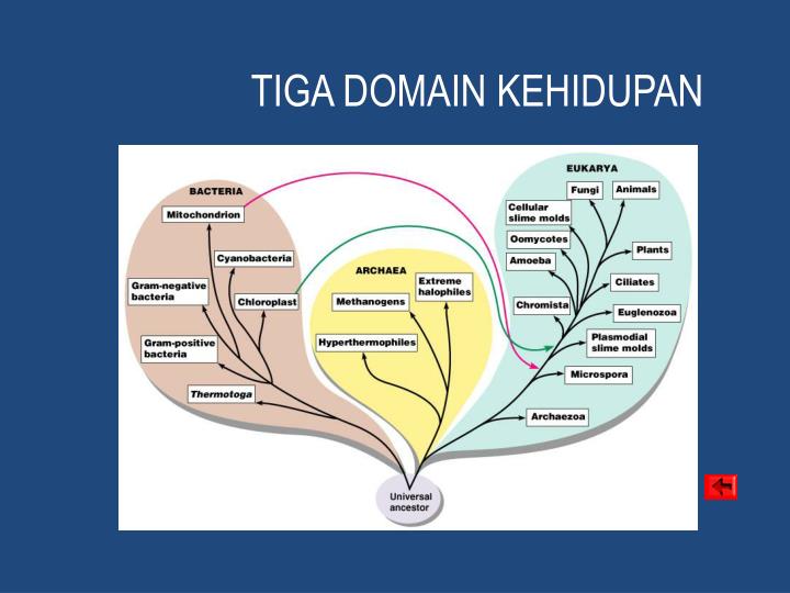 PPT SEJARAH PERKEMBANGAN & RUANG LINGKUP MIKROBIOLOGI