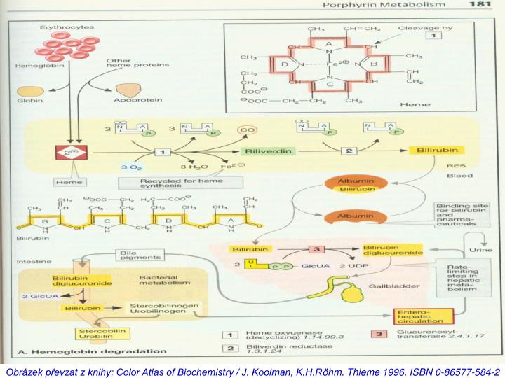 PPT Struktura, funkce a metabolismus hemoglobinu PowerPoint Presentation ID3309864