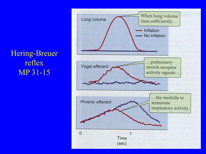 PPT Respiratory Physiology Control of ventilation