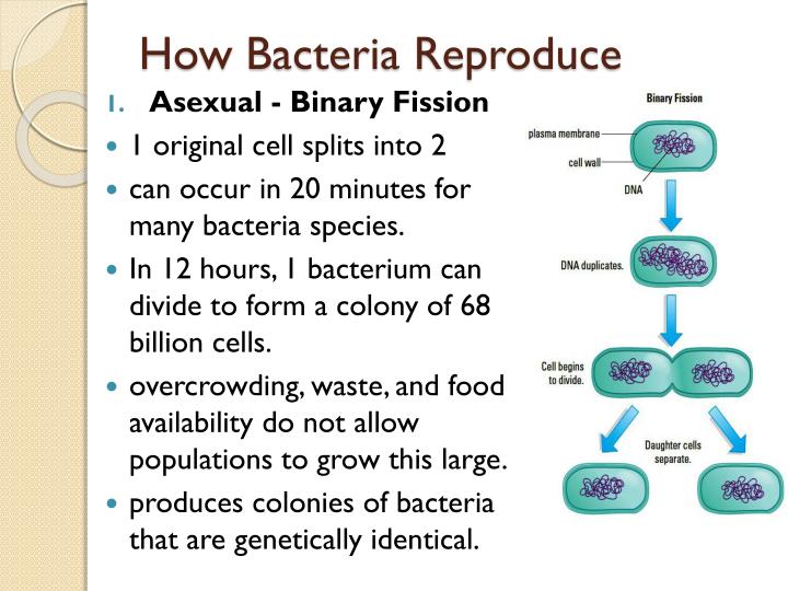 PPT 2. Eubacteria PowerPoint Presentation ID6498014