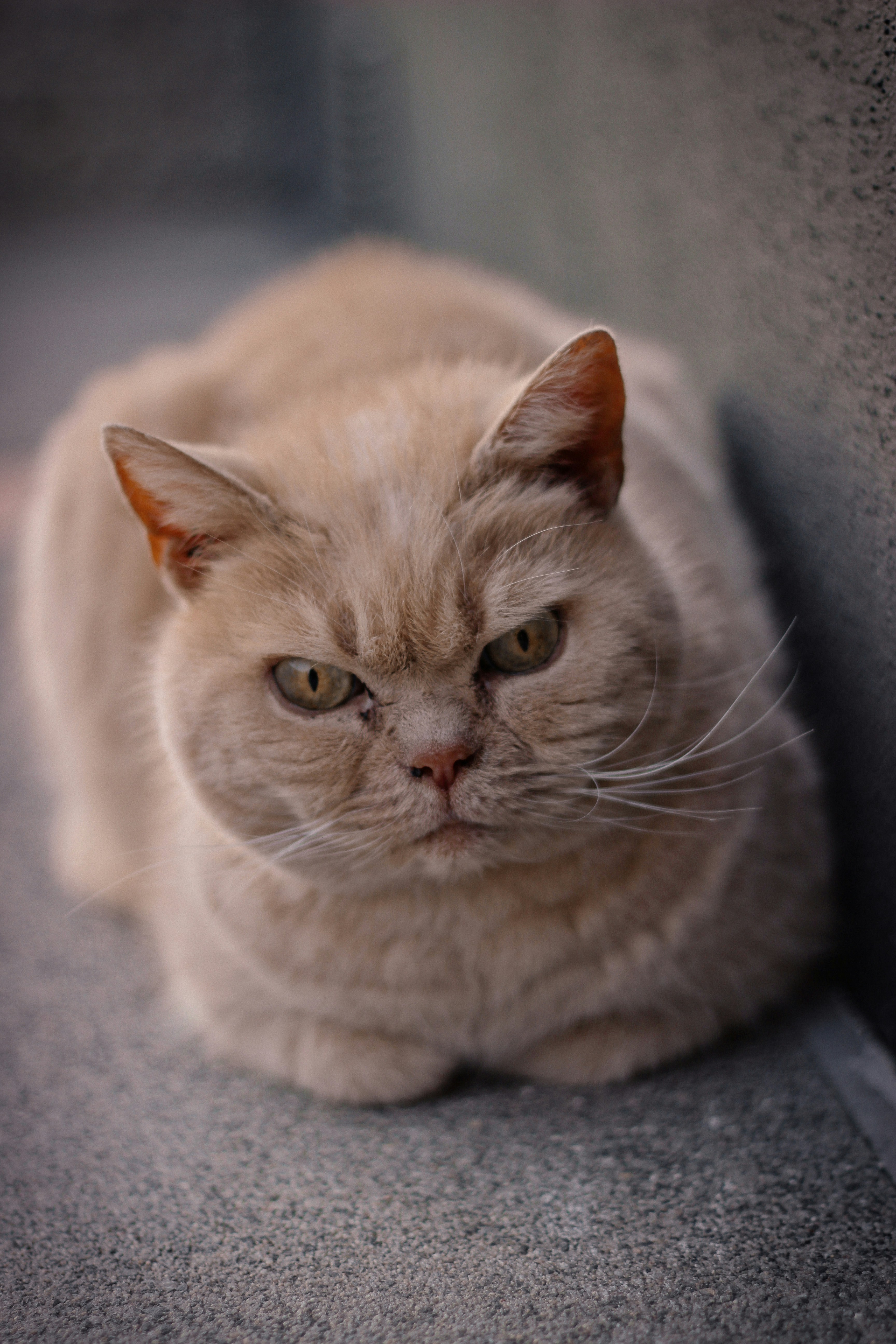 Cat Funny Pictures Download Free Images on Unsplash