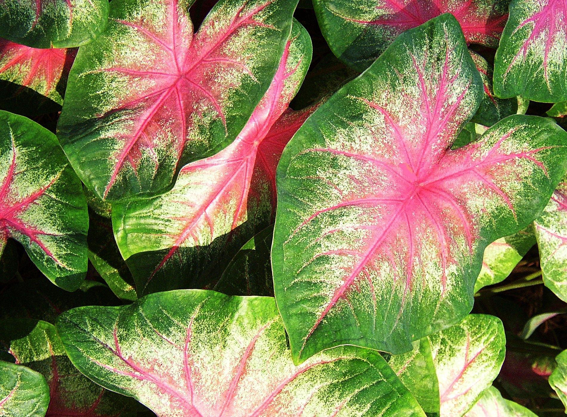 elephant ear plant (variegated pink) Pics4Learning