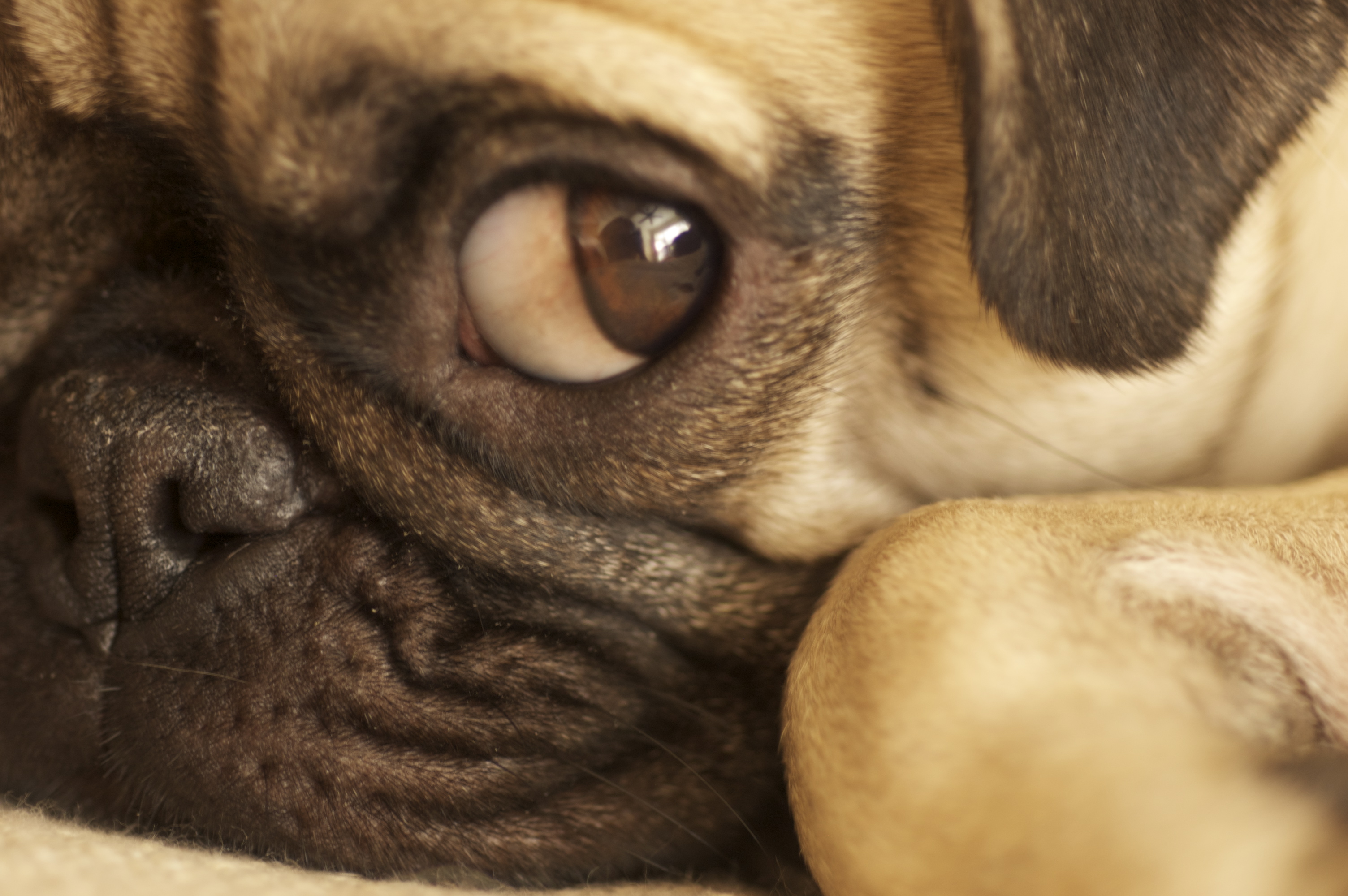 Animales Pug Fondo de Pantalla