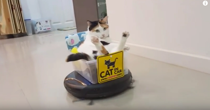 Just A Cat In A Tupperware Container, Riding A Roomba, NBD*