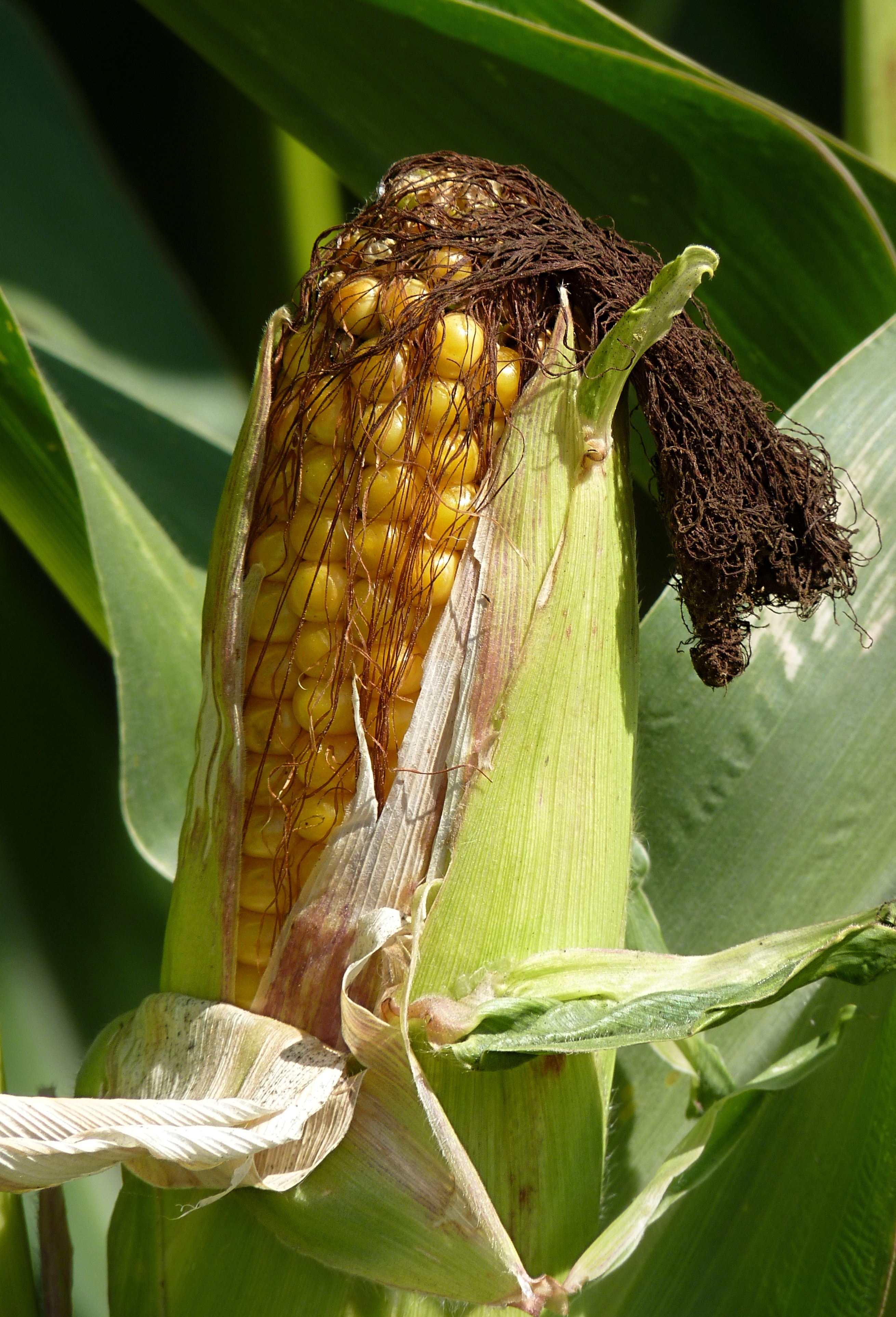 The Miracle of How Ears of Corn Grow The Infinite Spider