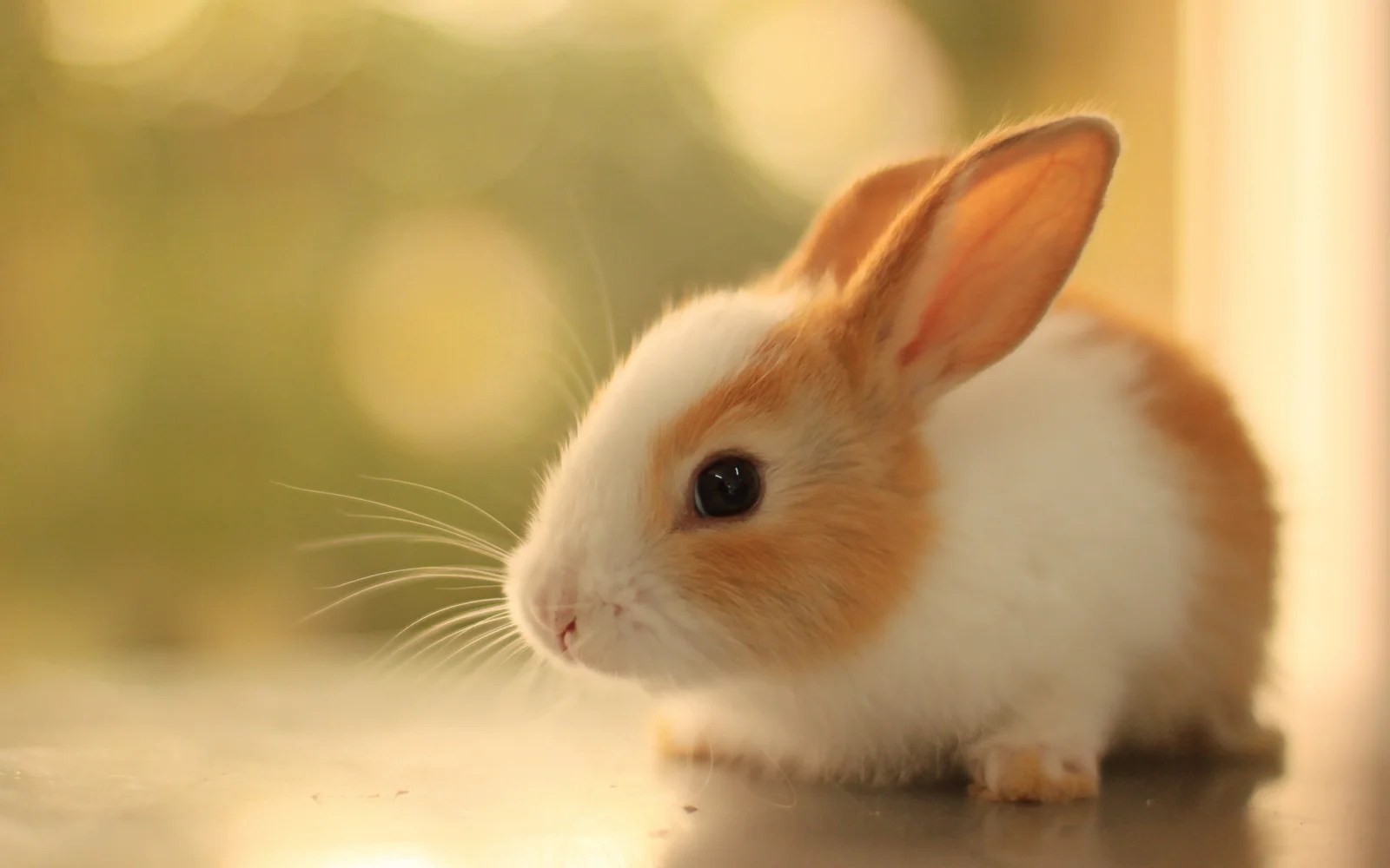 Baby Rabbit Care Tips and Advices
