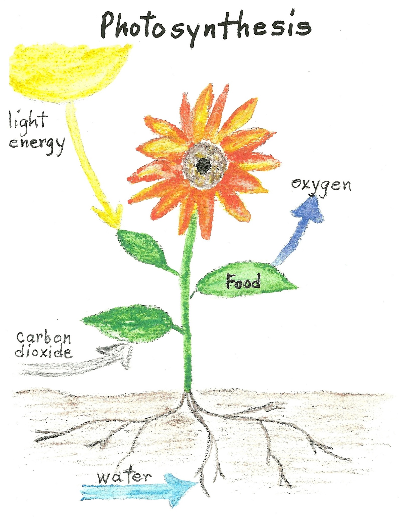 Plant Food Photosynthesis Jake's Nature Blog
