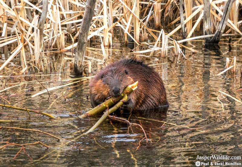 Beaver Jasper Wildlife Tours