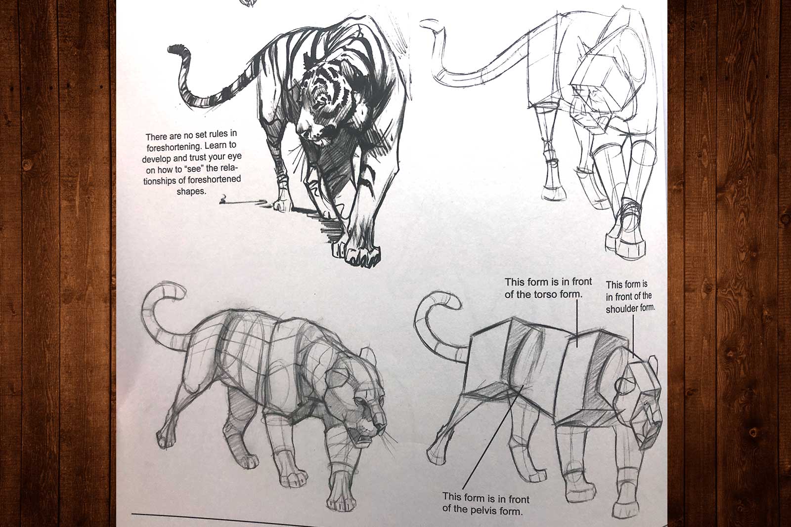 The Weatherly Guide to Drawing Animals