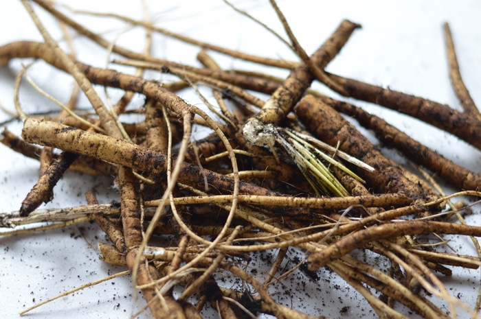 How to Harvest Marshmallow Root From the Spring Herb