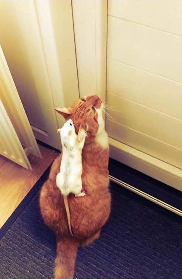 19 unusual photos of cats and mice being best friends