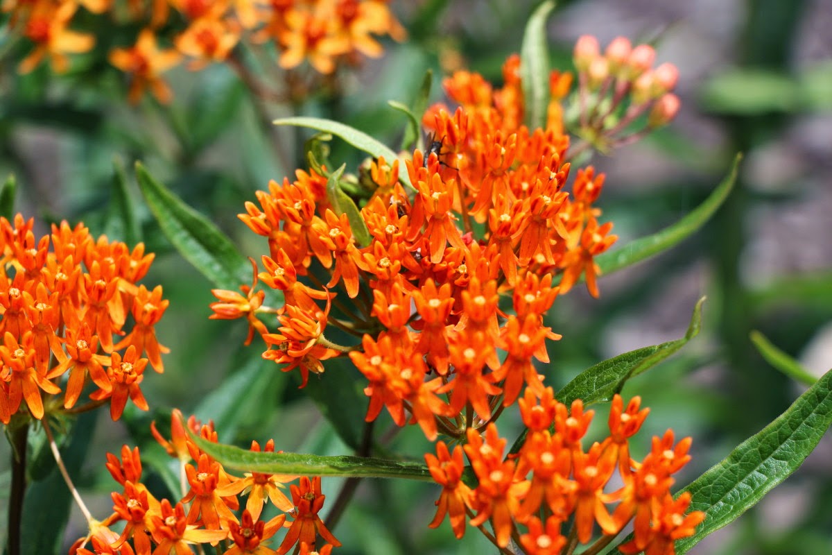 Guide to Oklahoma's Milkweeds for Monarch Butterflies