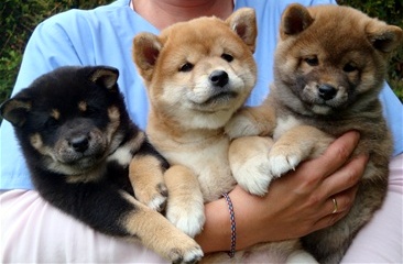 Valper | Kennel Kichiko