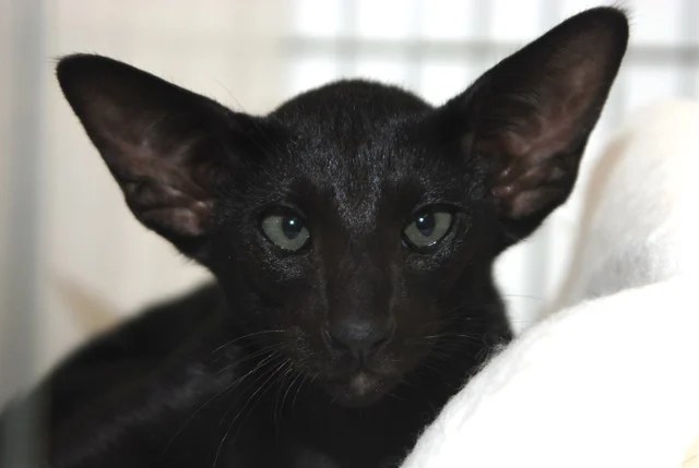Does a Black Siamese Cat Really Exist? Kittentoob