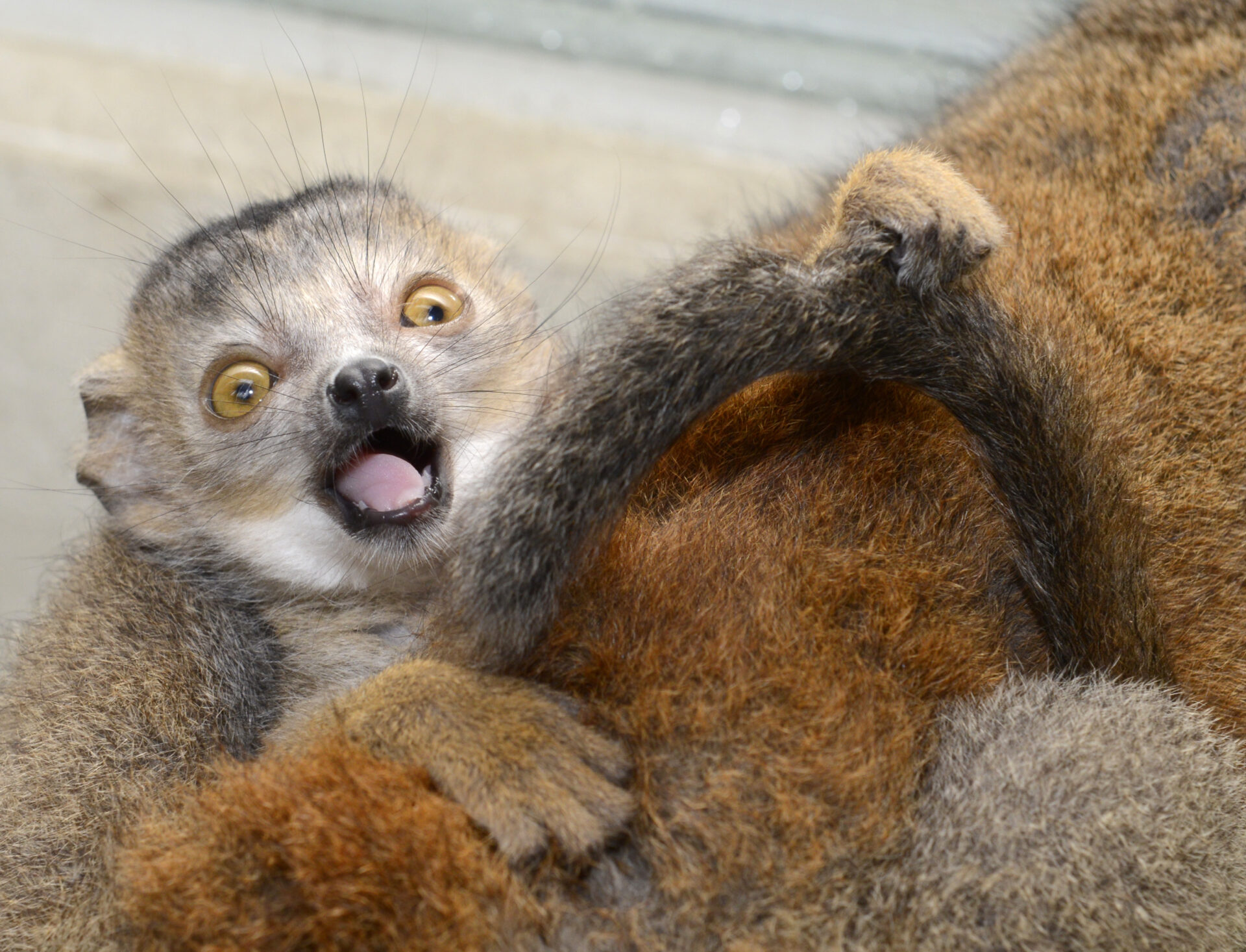 Meet Horus the baby crowned lemur Duke Lemur Center