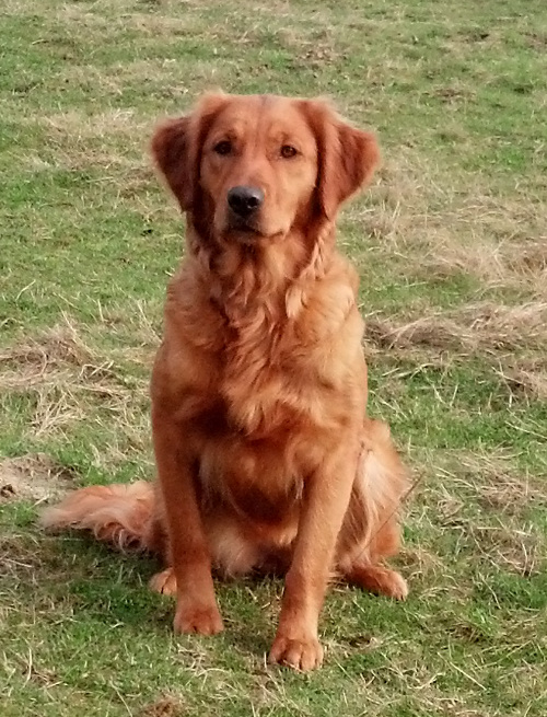 Red Golden Retriever Puppies Oregon