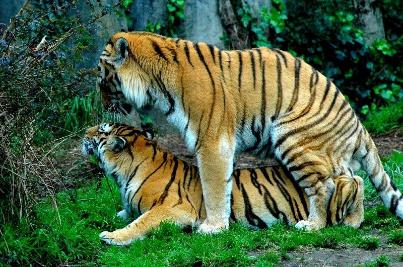 10 Unusual Tiger Facts Facts about Tigers