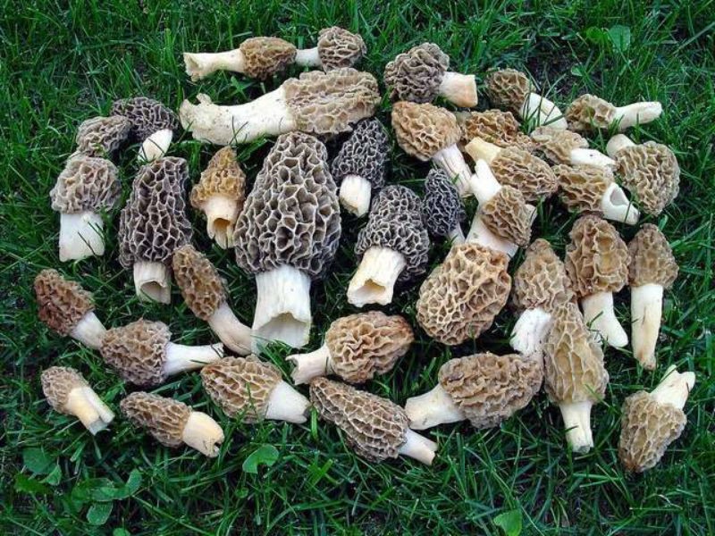 Wild Mushroom Forage (Wild Foraging Series 2018)