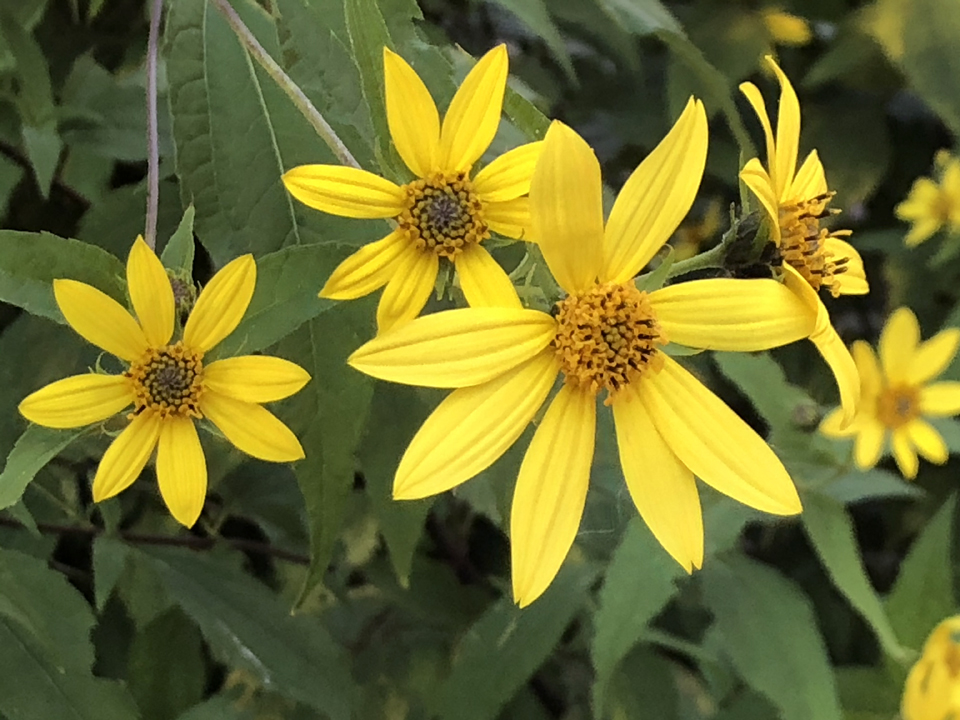 21st Annual Spring Native Plant Sale