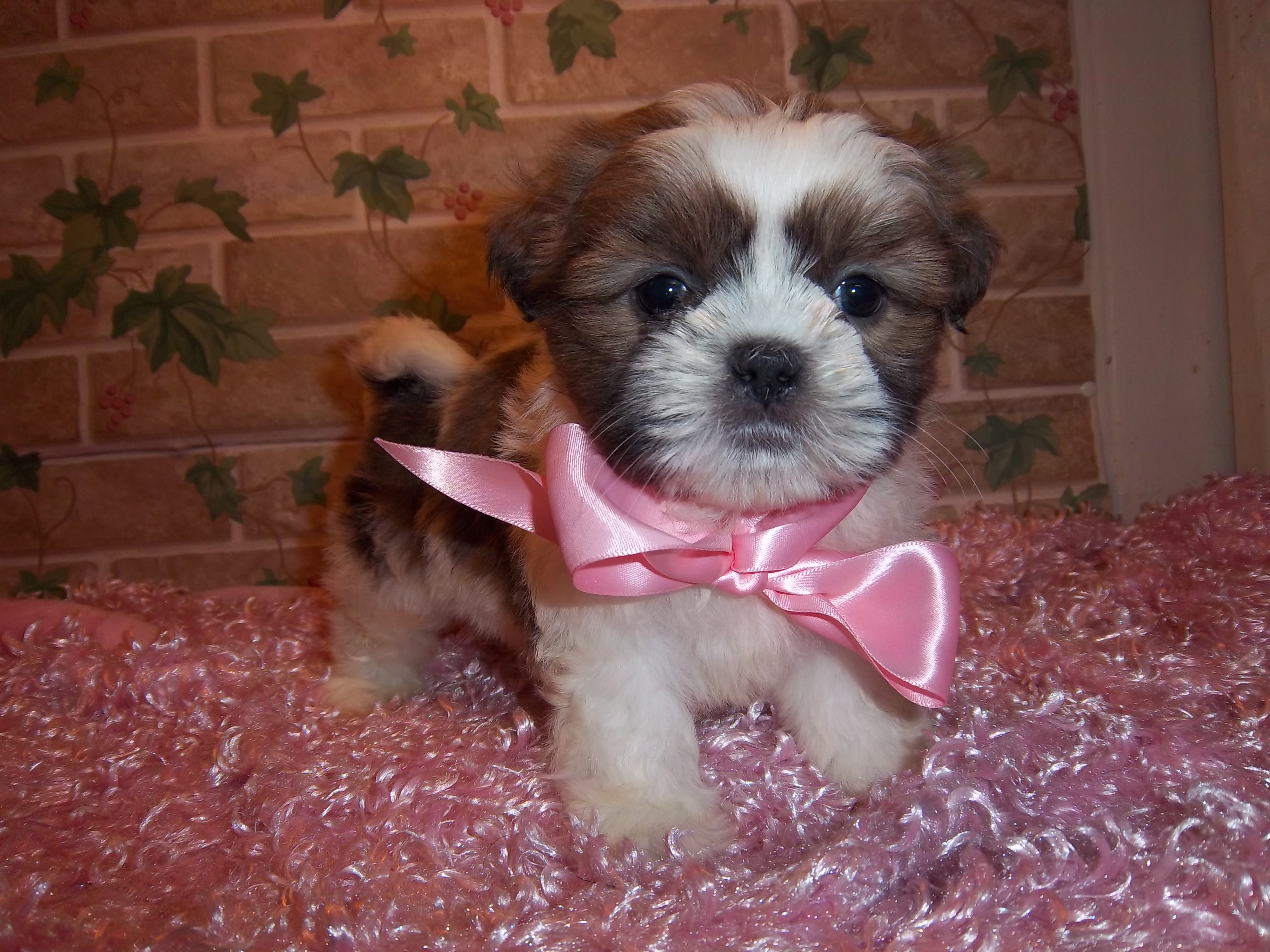 Cute Puppies For Sale Cheap Near Me l2sanpiero