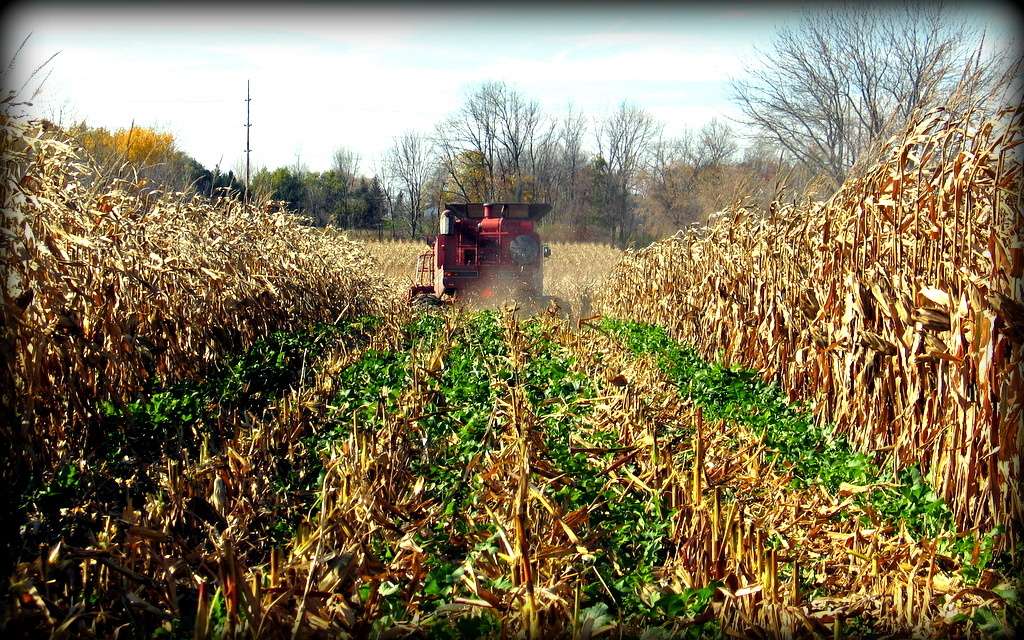 MCCC The goal of the Midwest Cover Crops Council (MCCC) is to