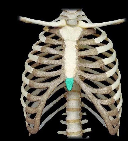 Visual Anatomy 視覚解剖学