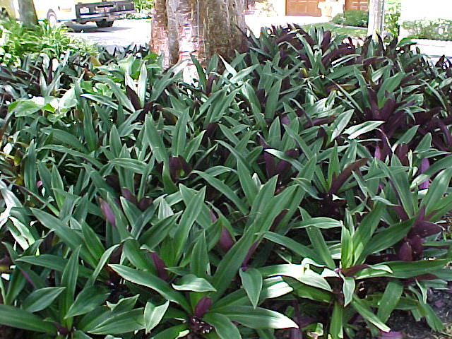 Tropical Ground Covers, subtropical ground covers, list