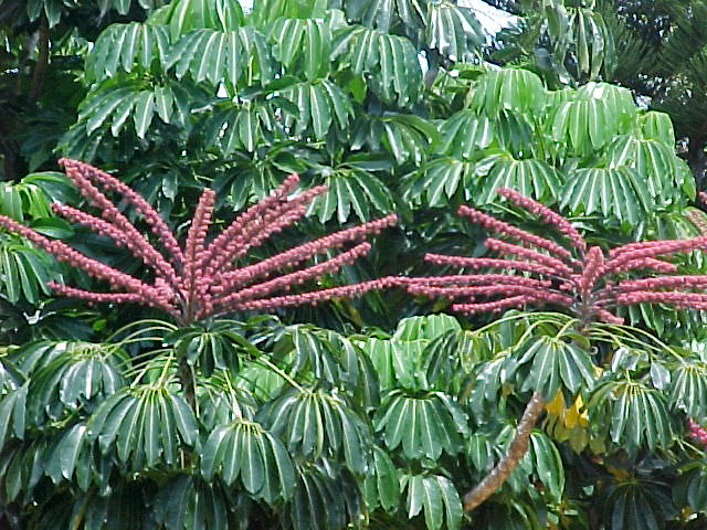 Umbrella Tree, Umbrella Plant, Octopus Tree, Schefflera