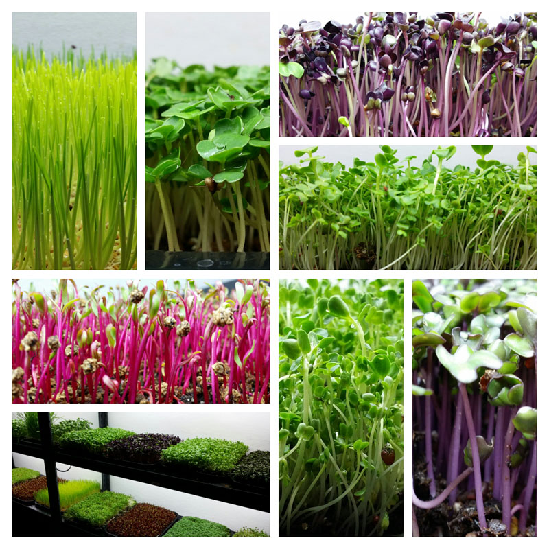 Micro Plants Robert Organic microgreens