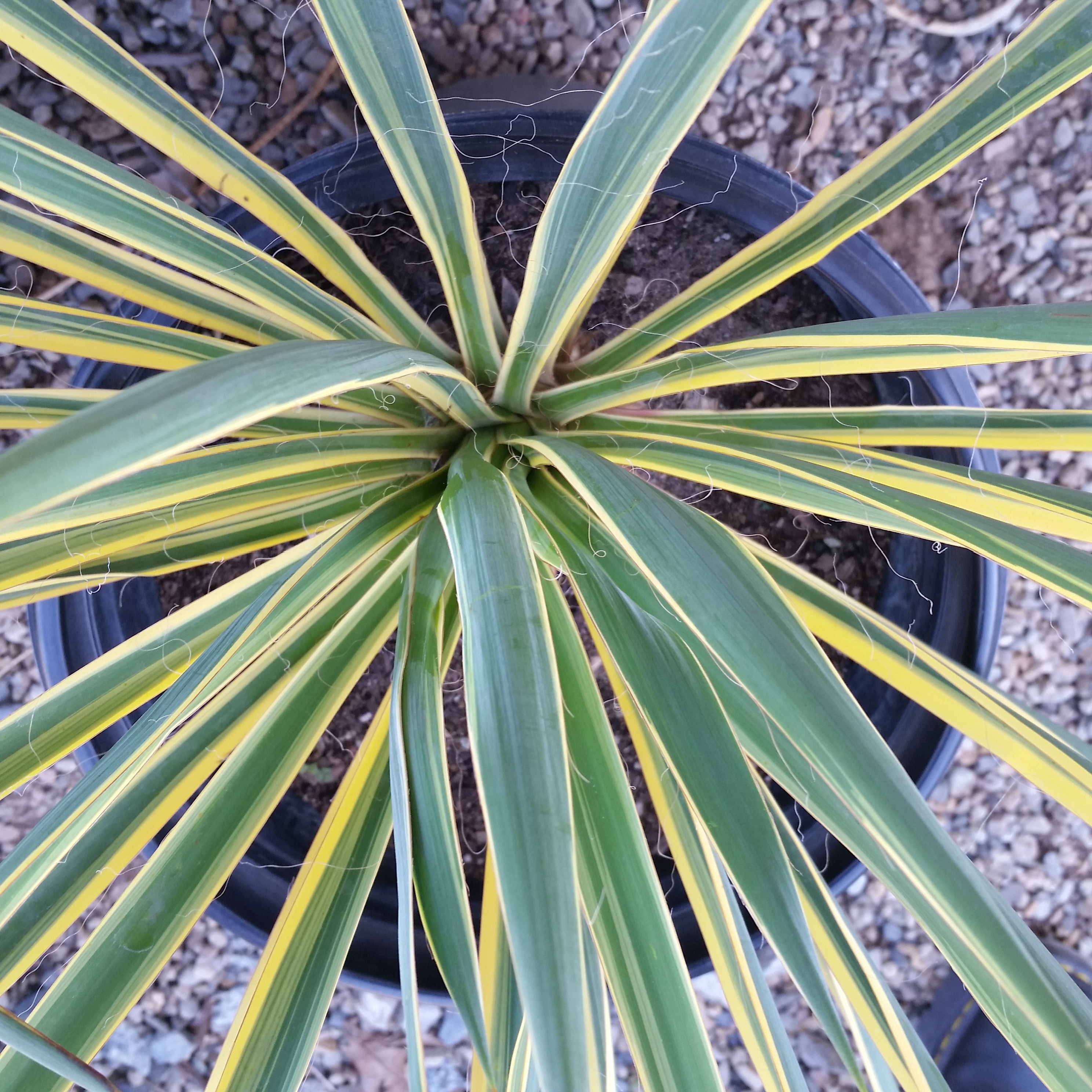 Yucca filamentosa 'Color Guard' Variegated Yucca Mid Valley Trees