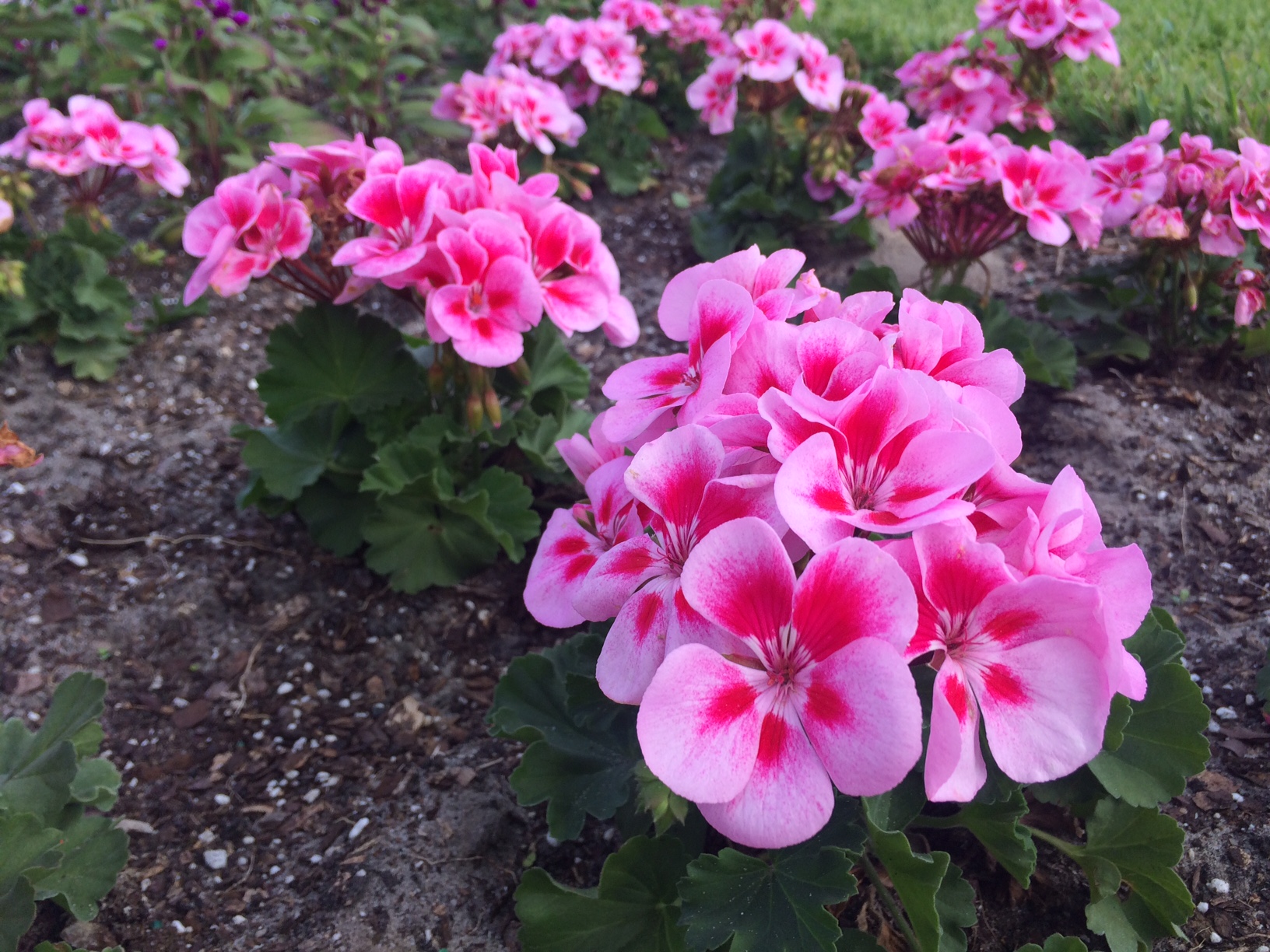 Best Winter Flowers for Florida Gardens Miss Smarty Plants