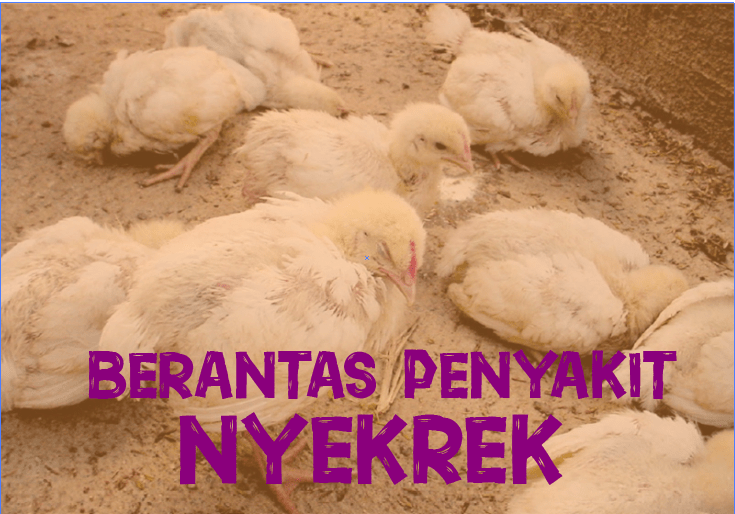 Berantas Penyakit Nyekrek Mitravet